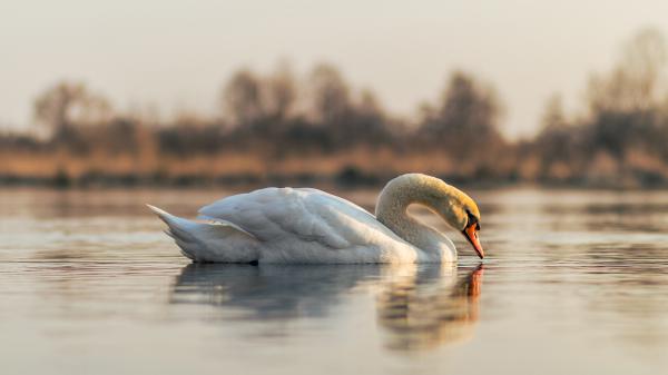 Free swan is swimming on pond water with shallow background of trees and cloudy sky 4k 5k hd birds wallpaper download