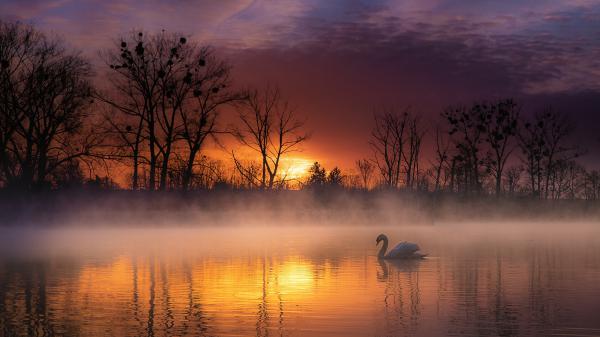 Free swan on water and fog during sunset hd birds wallpaper download