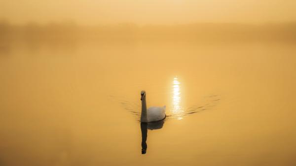 Free swan on yellow water with sun reflection 4k 8k hd birds wallpaper download