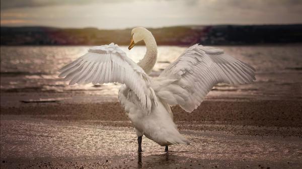 Free swan opening wings 4k hd wallpaper download