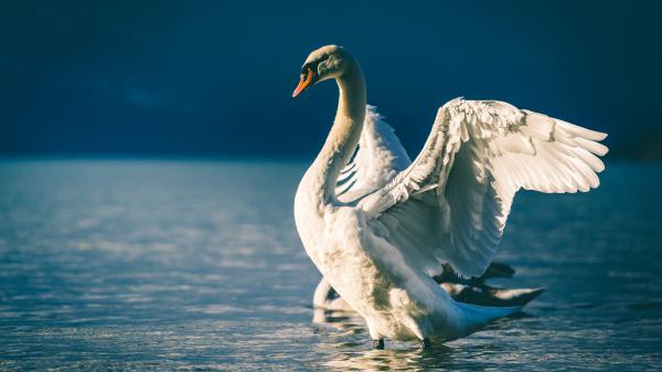 Free swan with broader wings 4k 5k hd birds wallpaper download