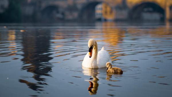 Free swan with chick on pond 4k hd birds wallpaper download