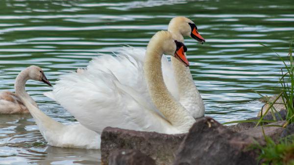 Free swans are swimming on water hd birds wallpaper download