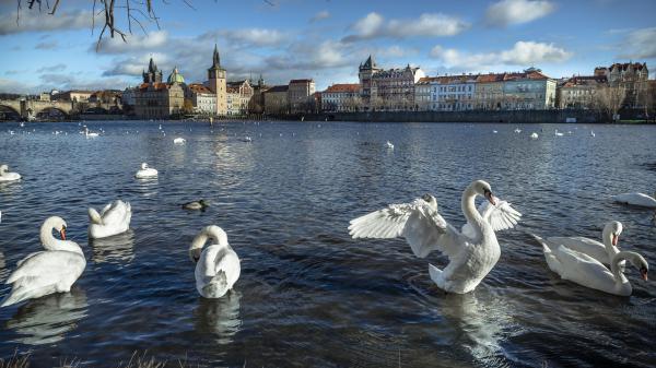 Free swans on river at the city czech republic building of prague hd birds wallpaper download