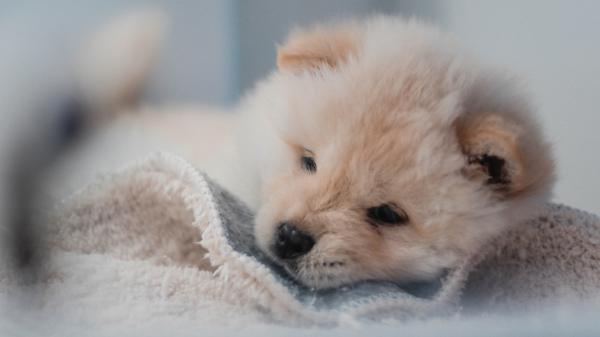 Free tan chow chow puppy on white towel hd animals wallpaper download