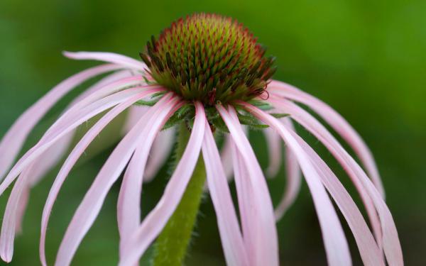 Free tennessee coneflower wallpaper download