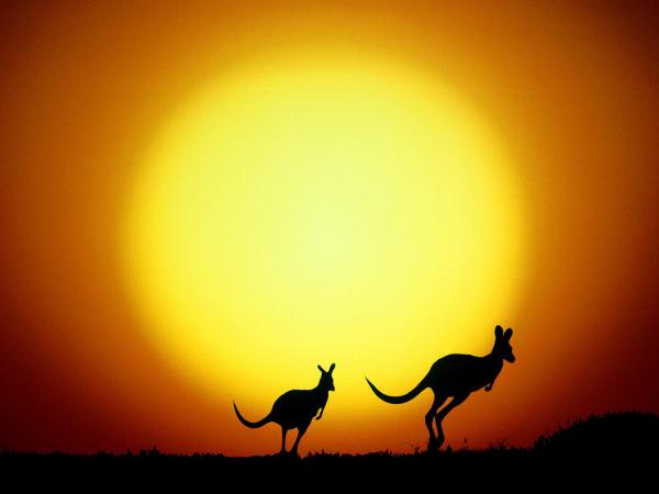 Free the kangaroo hop australia wallpaper download