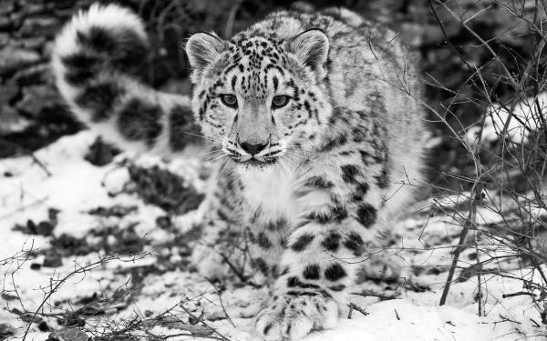 Free the snow leopard wallpaper download