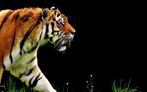 Free the tiger 5k wallpaper download