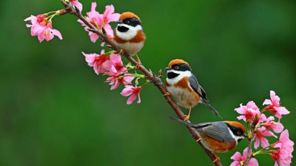 Free three brown white black little birds on stalk in green background hd birds wallpaper download