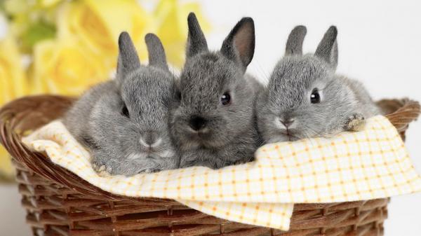 Free three cute ash rabbits in a woven basket hd animals wallpaper download