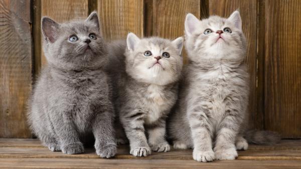 Free three cute ash white cats are looking up in wooden background hd kitten wallpaper download