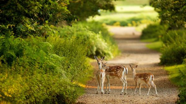 Free three deers are standing on pathway hd deer wallpaper download