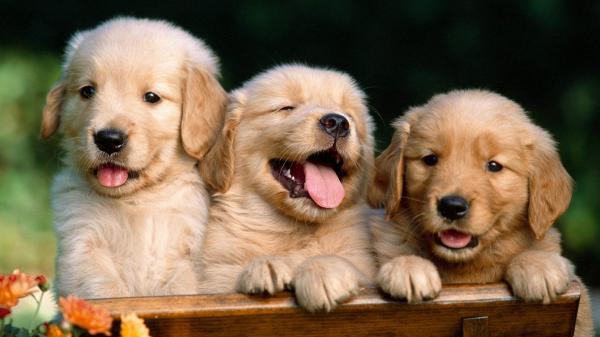 Free three small brown puppies are sitting on wooden bench hd puppy wallpaper download