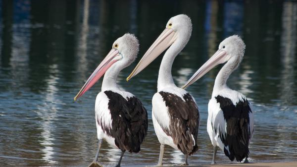 Free three white black pelican is standing near body of water hd animals wallpaper download