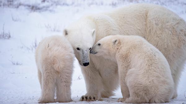 Free three white polar bears hd animals wallpaper download