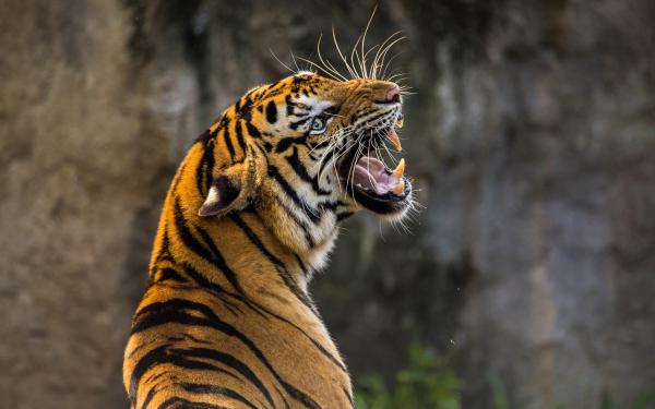 Free tiger 4k 2 wallpaper download