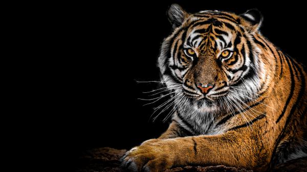 Free tiger 4k 3 wallpaper download