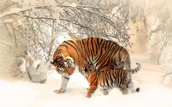 Free tiger baby family 4k wallpaper download