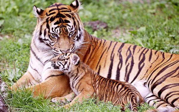 Free tiger  baby tiger wallpaper download