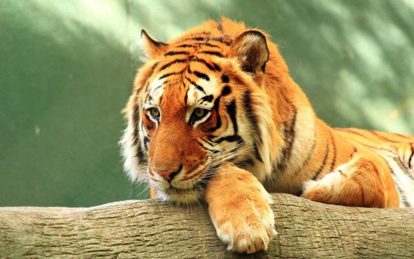 Free tiger close up 4k wallpaper download