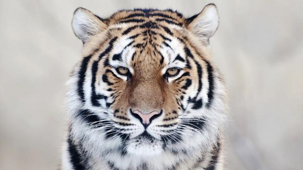 Free tiger close up wallpaper download