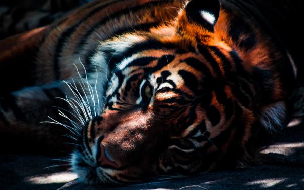 Free tiger closeup wallpaper download