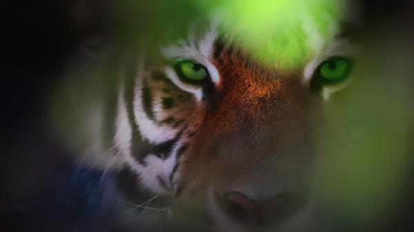 Free tiger eyes wallpaper download