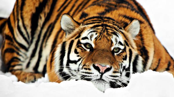 Free tiger hd 1080p wallpaper download