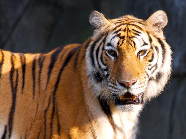 Free tiger hd wallpaper download