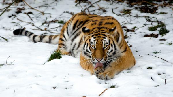 Free tiger in snow 2 wallpaper download