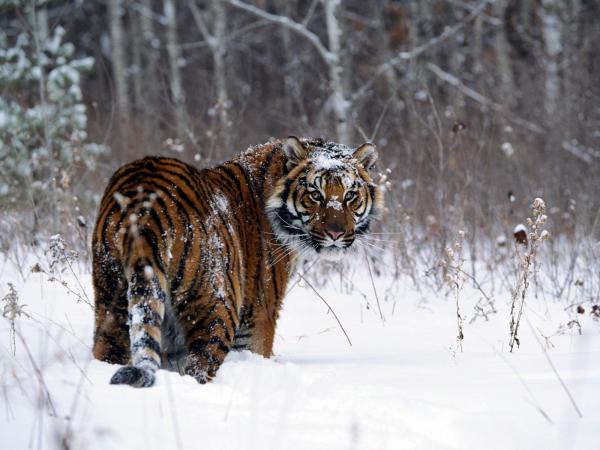 Free tiger in snow wallpaper download