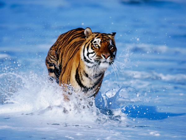 Free tiger in water wallpaper download