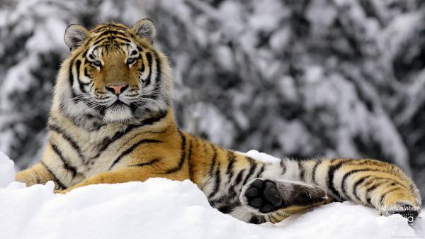 Free tiger in winter wallpaper download