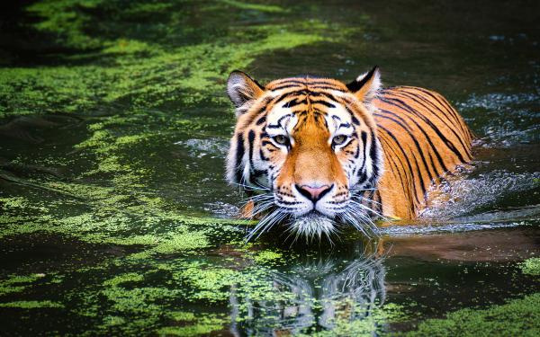 Free tiger in zoo wallpaper download