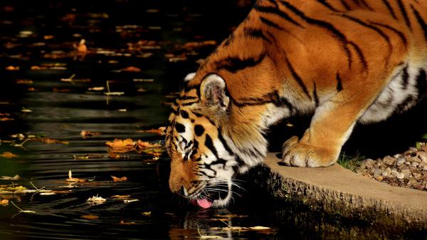 Free tiger is drinking water in the pool 4k 5k hd animals wallpaper download