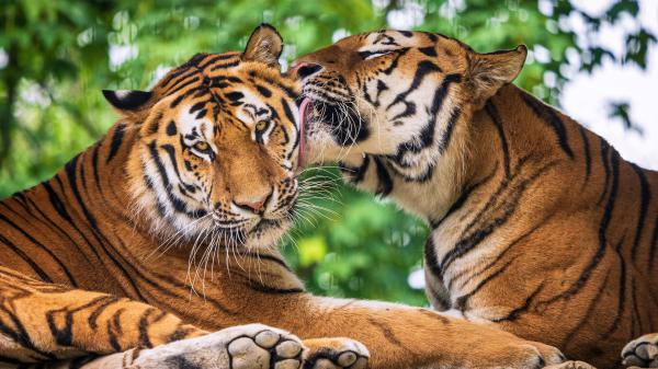 Free tiger is licking another tiger during daytime in a green blur background hd animals wallpaper download