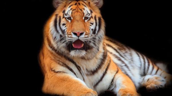 Free tiger is lying down on floor with black background hd animals wallpaper download