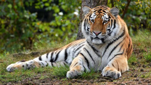 Free tiger is lying down on green grass in forest background 4k hd animals wallpaper download