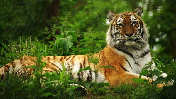 Free tiger is lying down on green grass with blur green background 4k hd animals wallpaper download