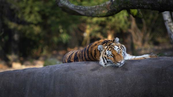 Free tiger is lying down on tree trunk with blur background hd animals wallpaper download