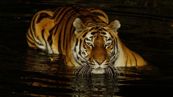 Free tiger is on body of water during nighttime 4k hd animals wallpaper download