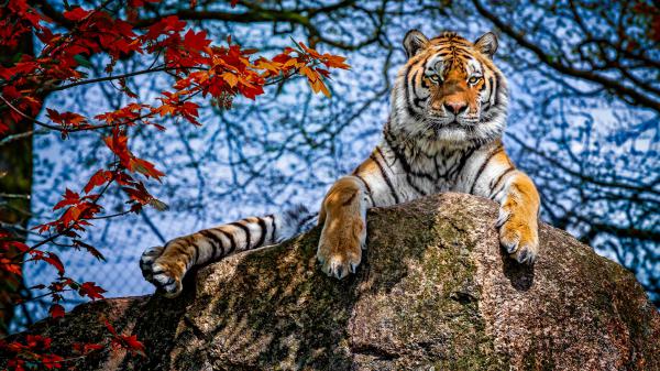 Free tiger is on top of rock during daytime near red leaves hd animals wallpaper download