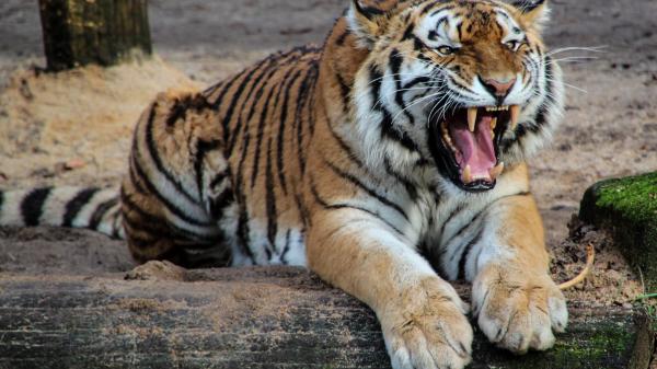 Free tiger is on tree trunk with wide open mouth 4k hd animals wallpaper download