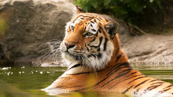 Free tiger is on water with background of rock and green plants 4k 5k hd animals wallpaper download