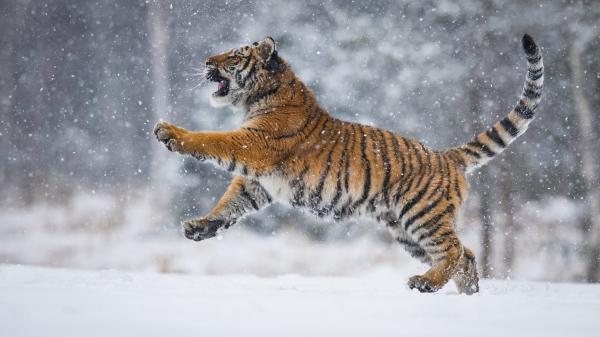 Free tiger is playing on snow field with snow background hd animals wallpaper download