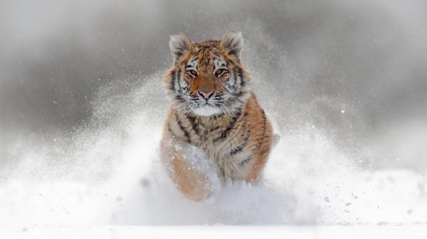 Free tiger is running on snow field during daytime hd animals wallpaper download