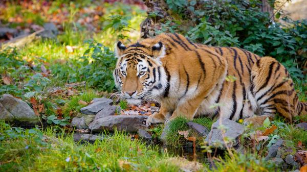 Free tiger is sitting on black stone near water 4k hd animals wallpaper download