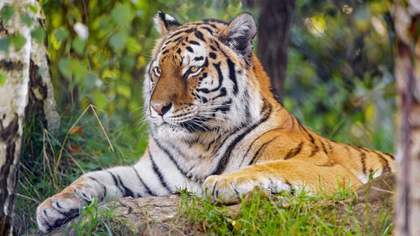 Free tiger is sitting on rock in green blur background 4k 5k hd animals wallpaper download