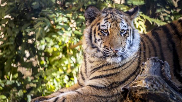 Free tiger is sitting on rock with green blur background hd animals wallpaper download